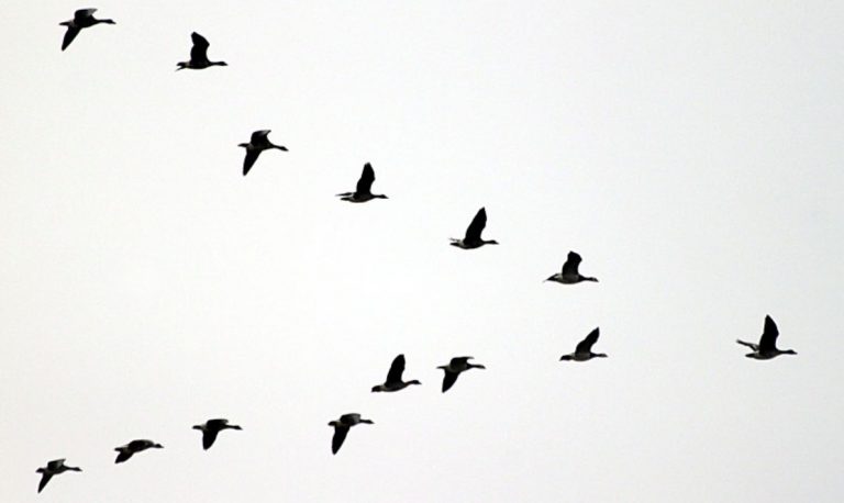 Die Vögel des Himmels