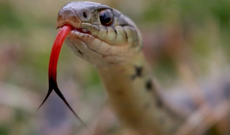 Nichts als die Wahrheit