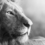 1624_lion-predator-black-and-white_7680x4320